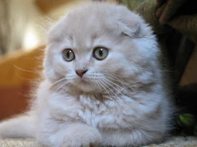 scottish-fold.jpg