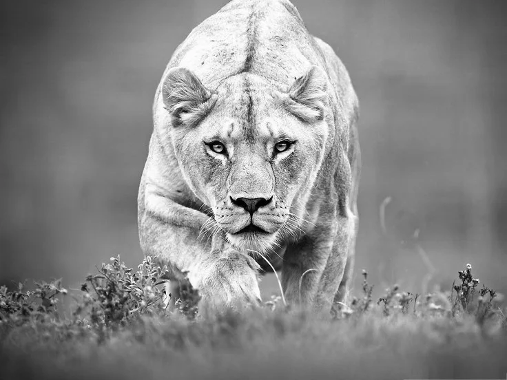 cats-lioness-hunting-lion-hunt-big-cat-2.jpg