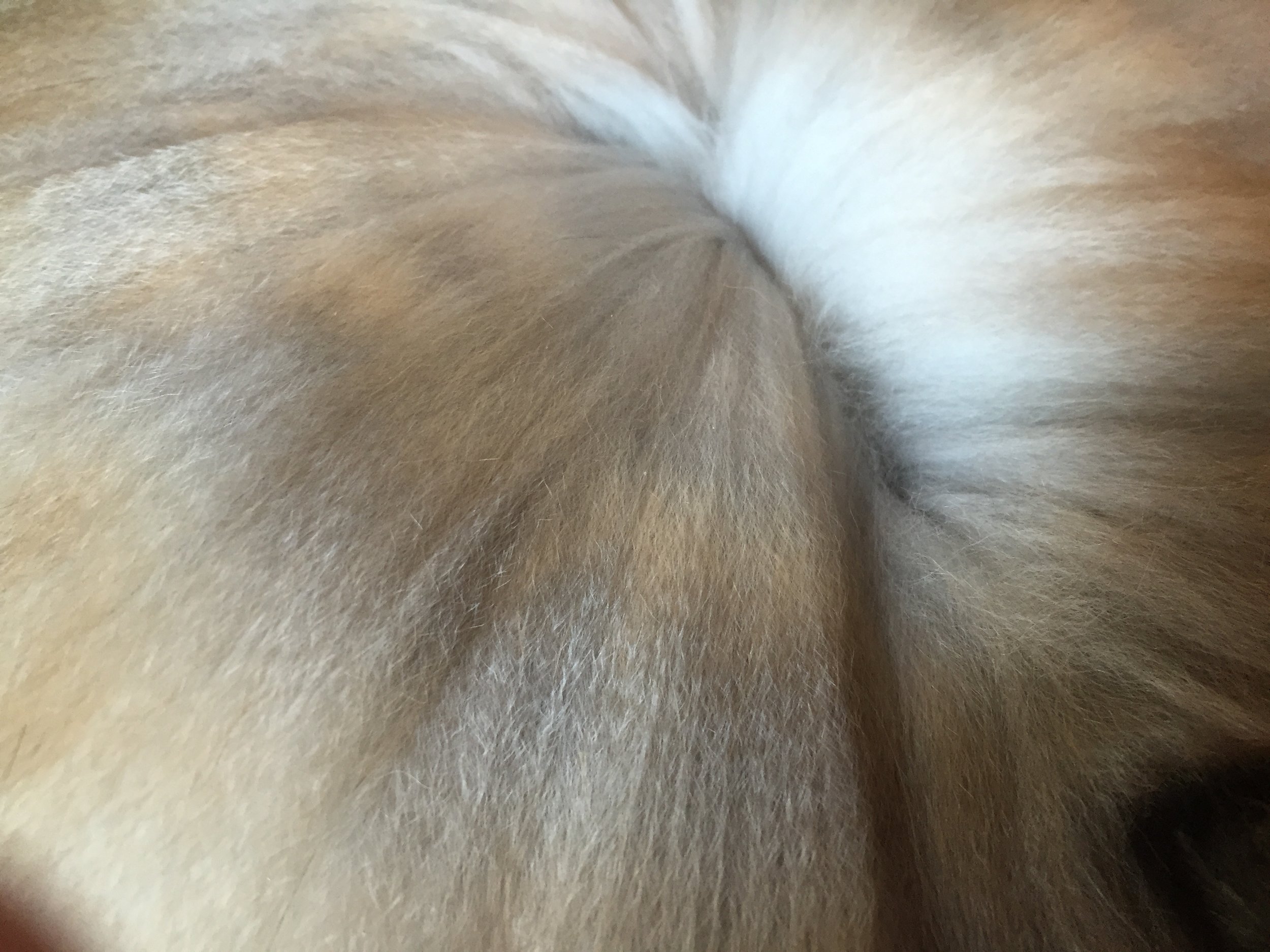 this is a close up of Coco Chanel's coat. 