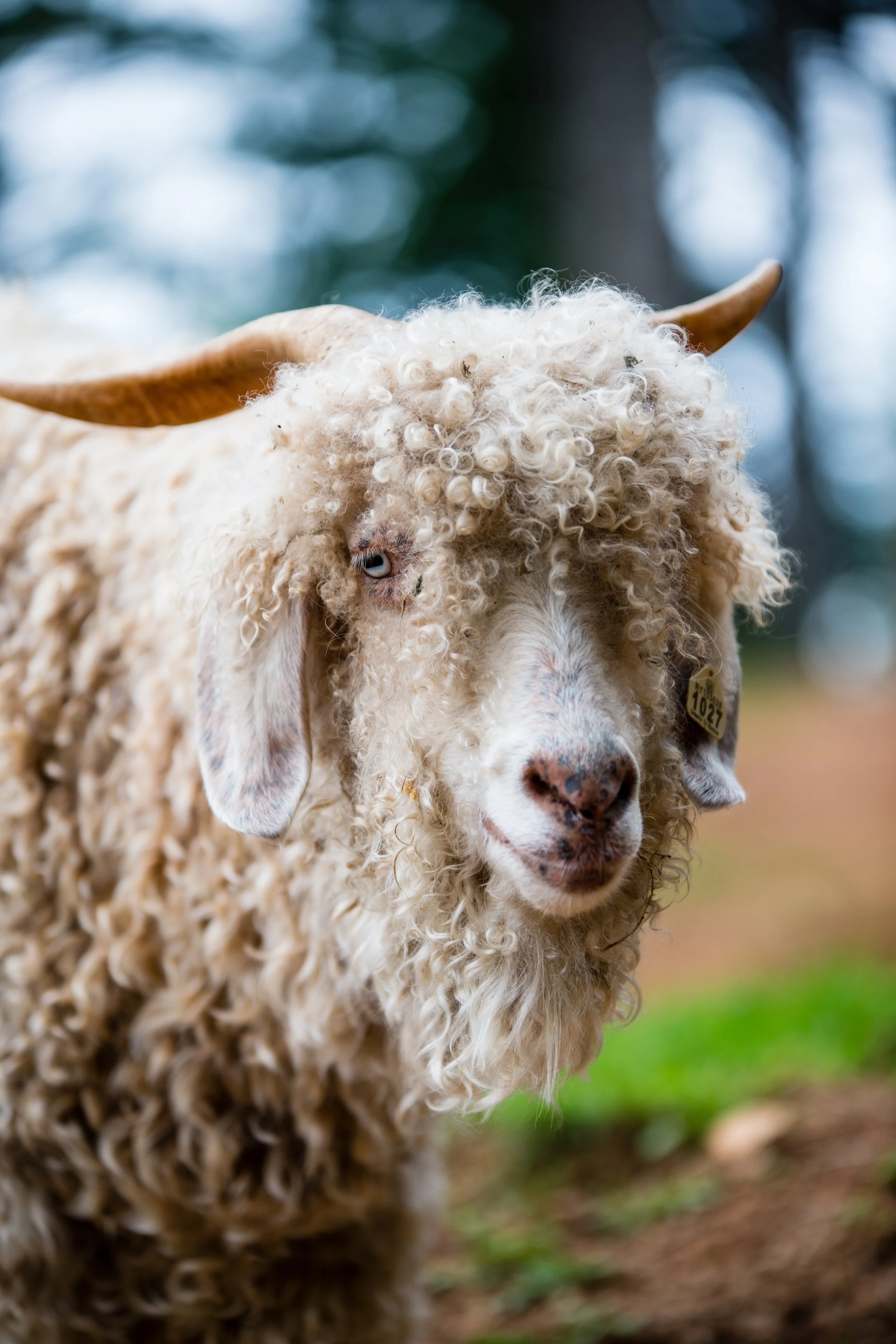 Frankly speaking ..... goat yogi at your service