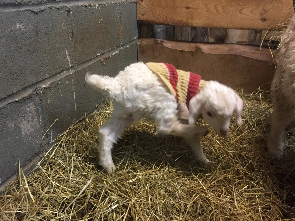 Baby Fiber from Mountain Top Fiber