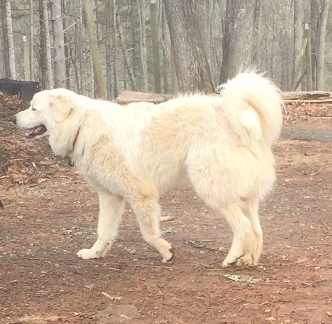 Sunny. He's about 14 months old and weighs 101 lbs. 