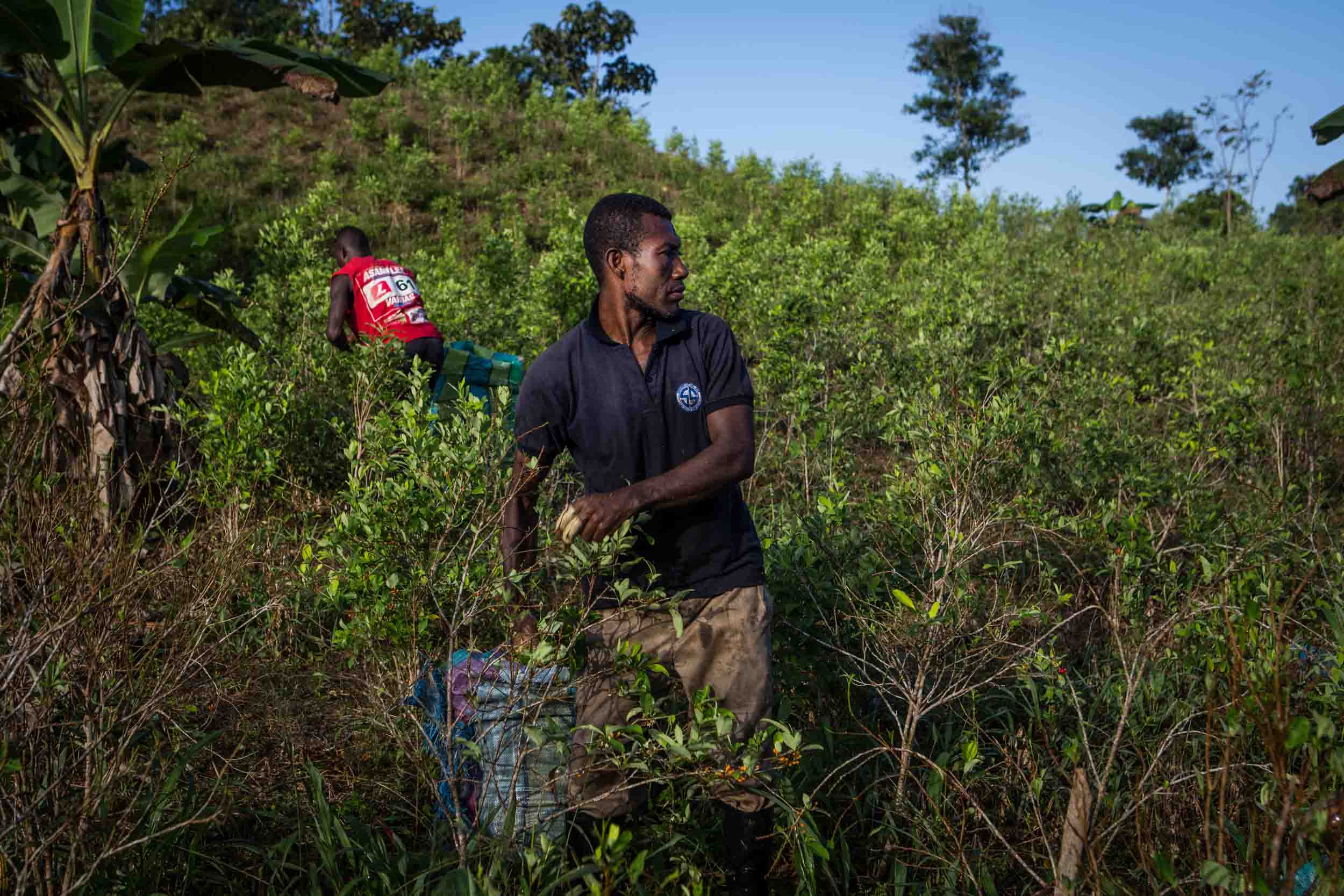  Harvest workers are picking coca leaves in one of the plantations close to Yanovi. They earn aprox. 2$ per hour and make up to aprox. 50-60kg a day. After the harvest, they bring the leaves to the labor, where they are processed. 