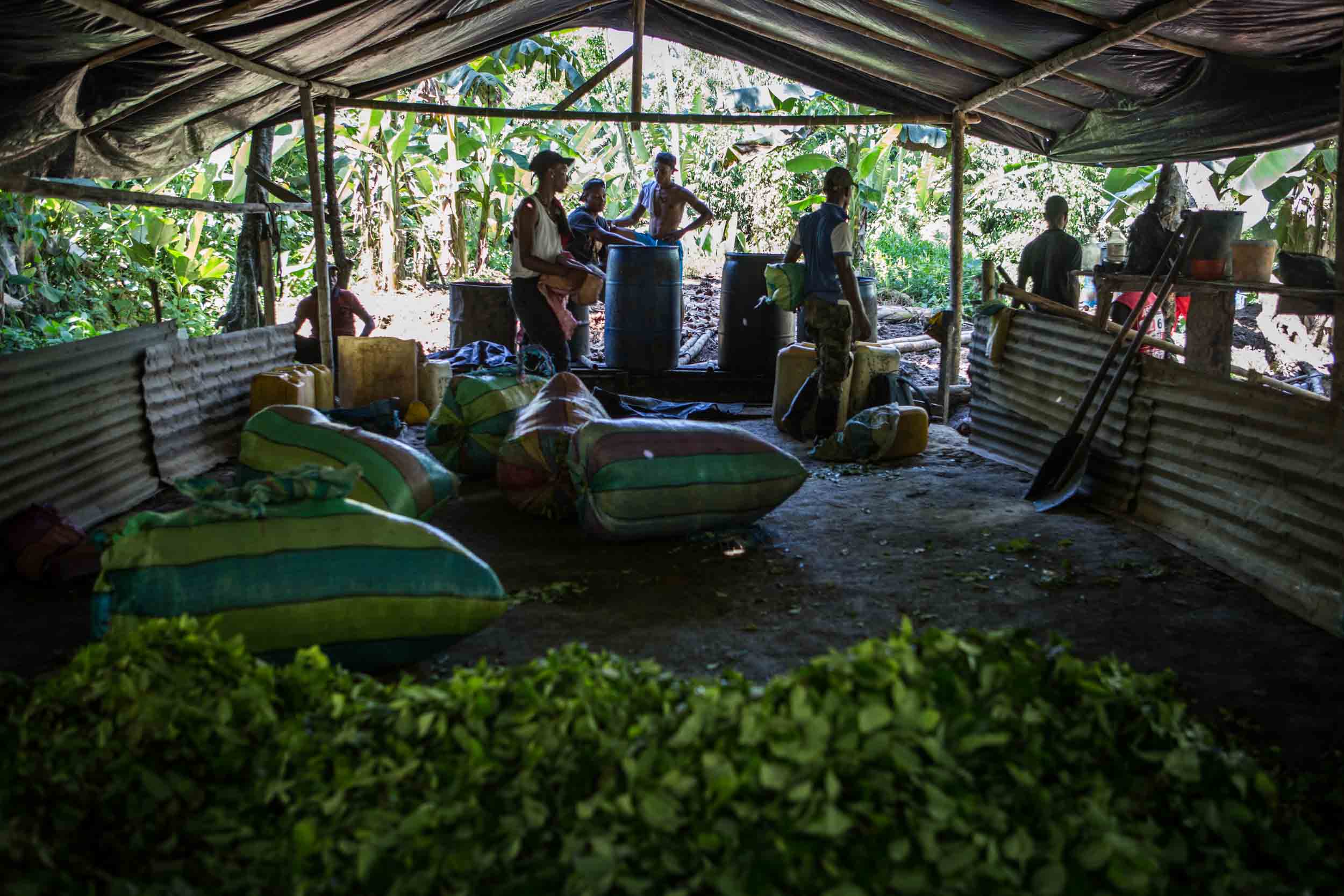  Harvest workers in the laboratory, where the coca leaves are weighed and later processed. 