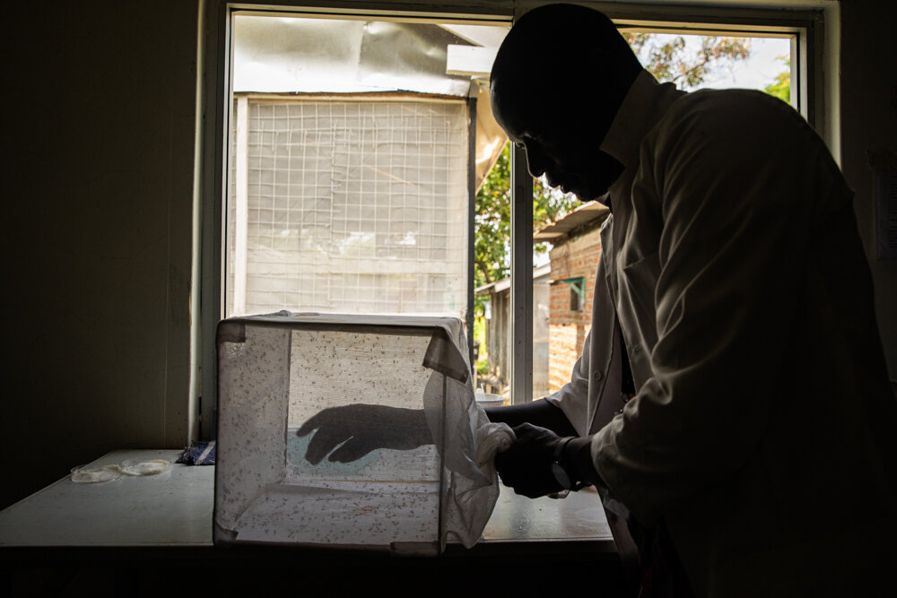  A research assistant offers his hand to a group of female mosquitos during a fresh blood-feeding at the Kenya Medical Research Institute,  where scientists are studying insecticide-resistant mosquitos. 