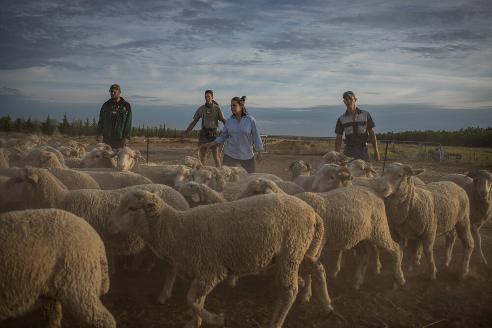  Zoe, 25, Stefan, 21, and Frederik are rounding up the sheep. 