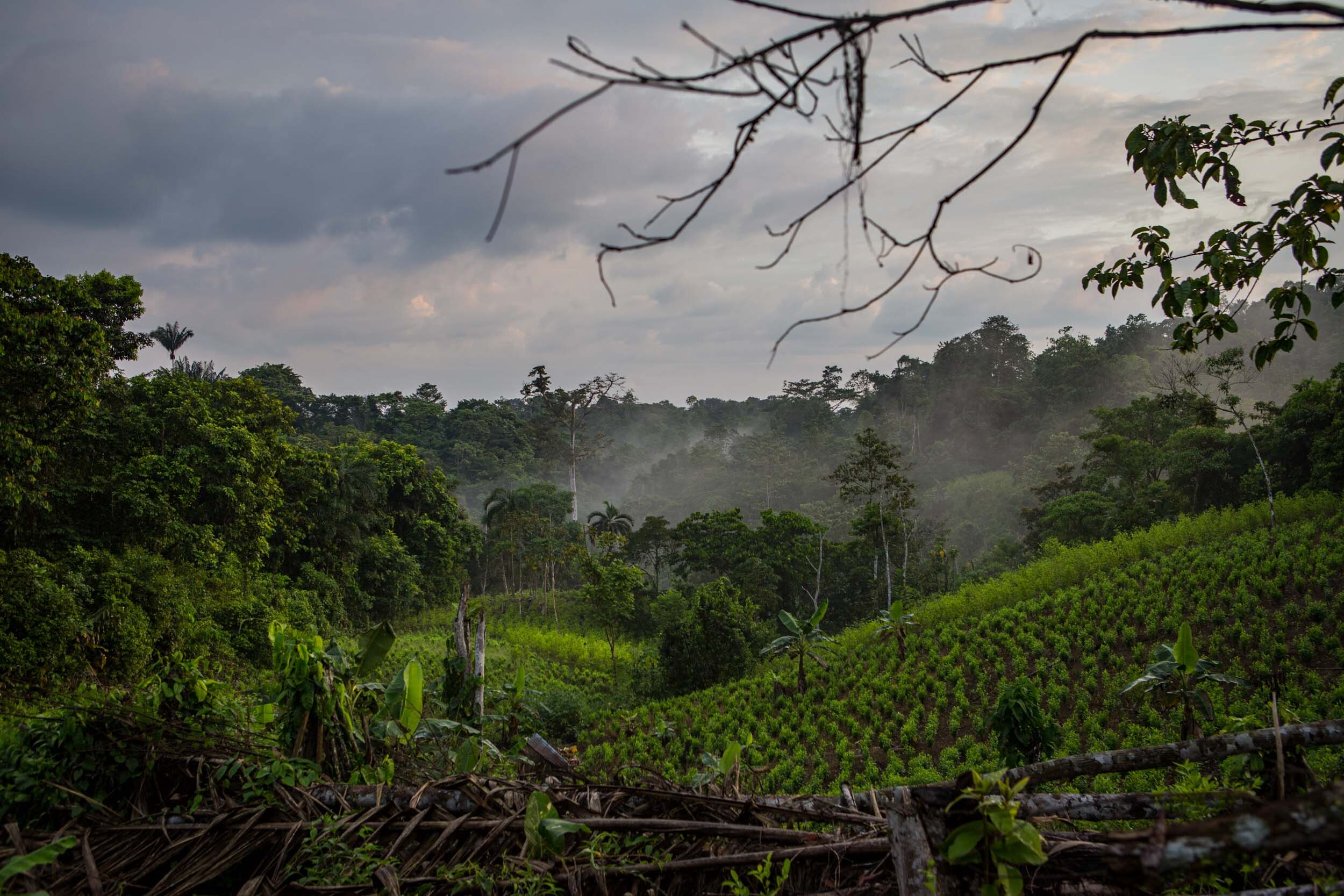  Coca fields close to the Rio Chagui financed by the FARC disident groups. "These are the groups who are giving the money for the coca cultivation now", says one of the local coca farmers. Until 2016, the FARC controlled 70% of the coca crops, most o