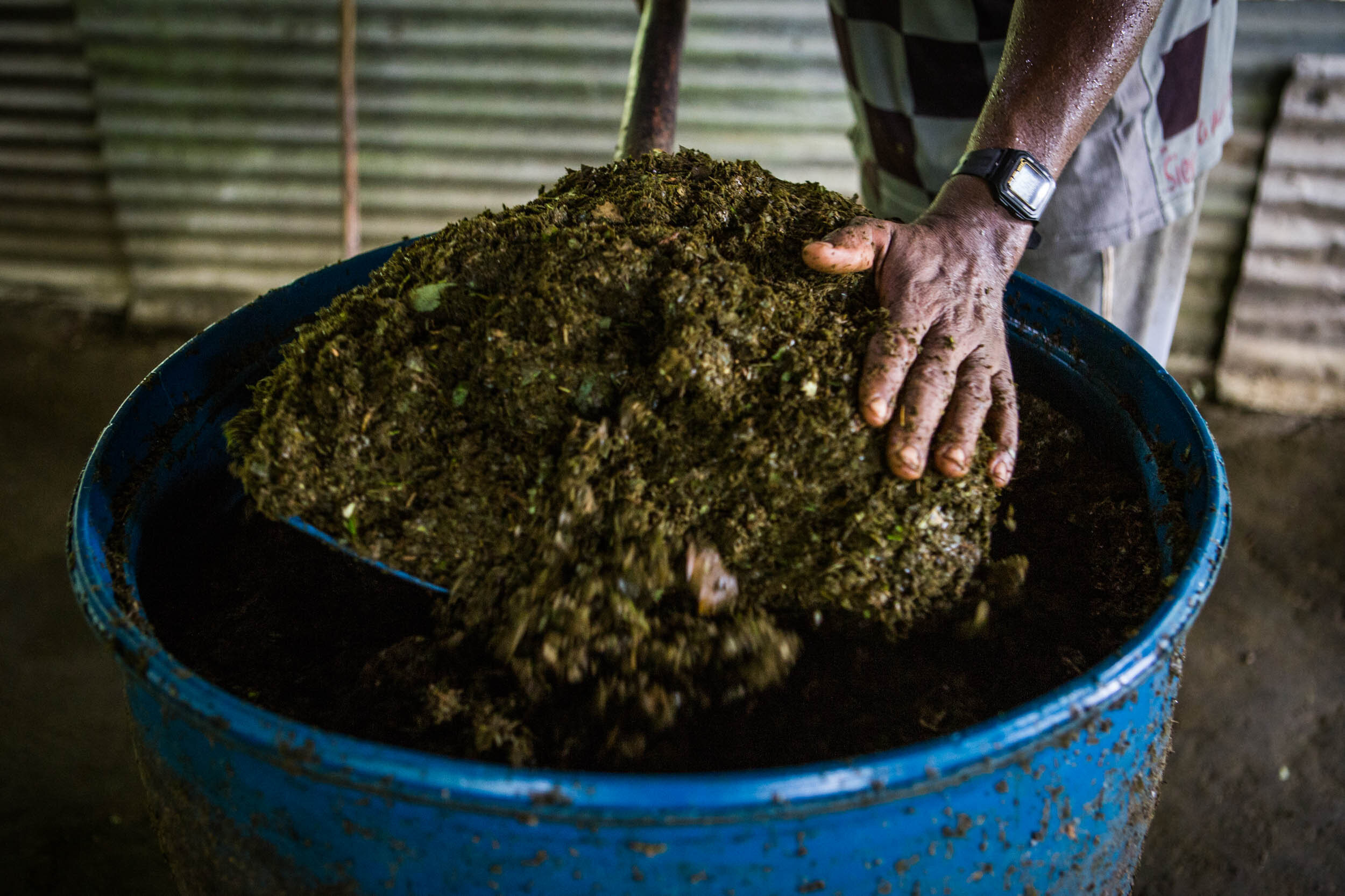  The chopped coca leaves before mixed with gasoline. 