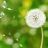 Dandelion.jpg