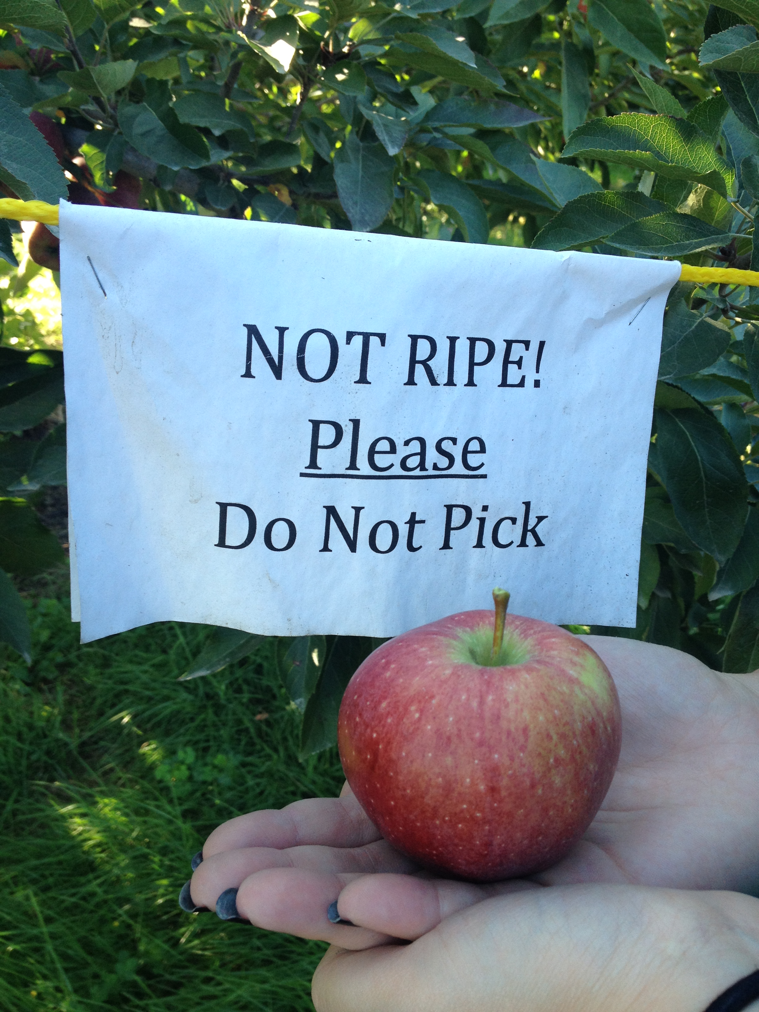 My daughter obviously picked from the tree with ripe apples.