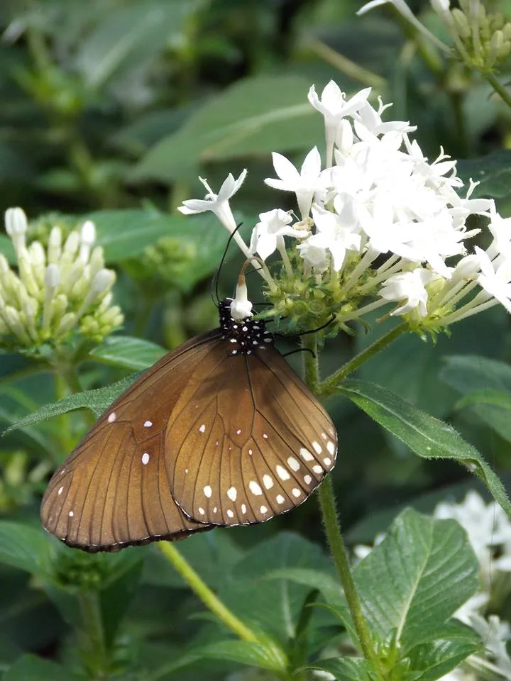 Green, White, and Brown design inspiration by Mother Nature. 