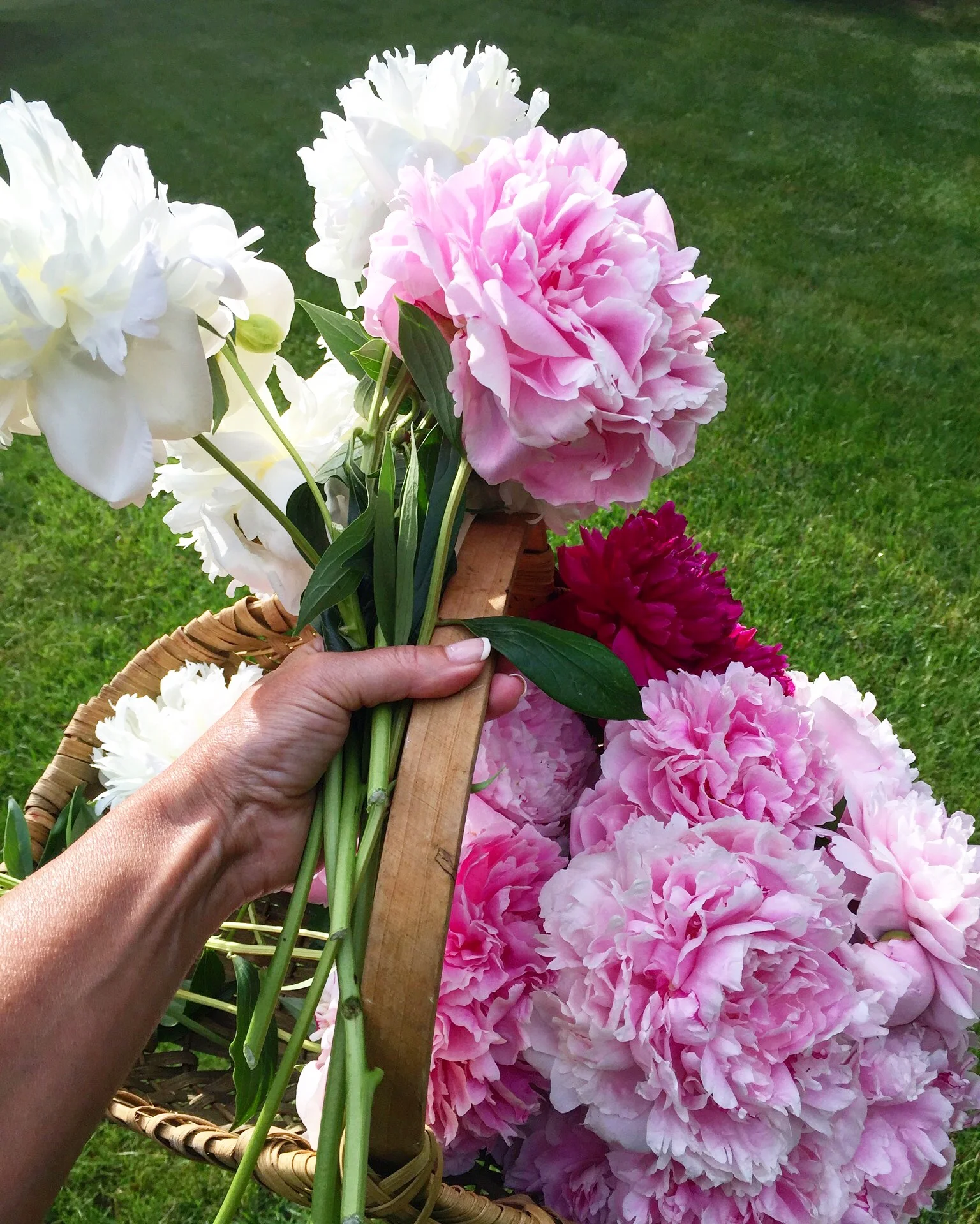 pink and white peonies.jpg