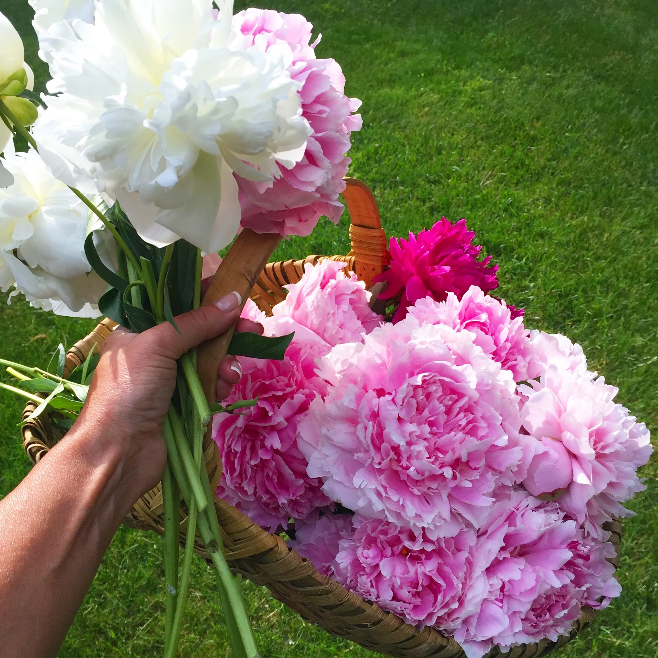 Cutting pink and white peonies in the garden.jpg