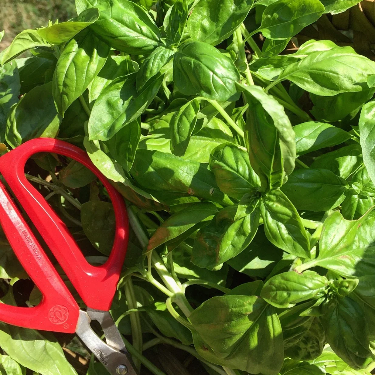trimmimg basil.jpg