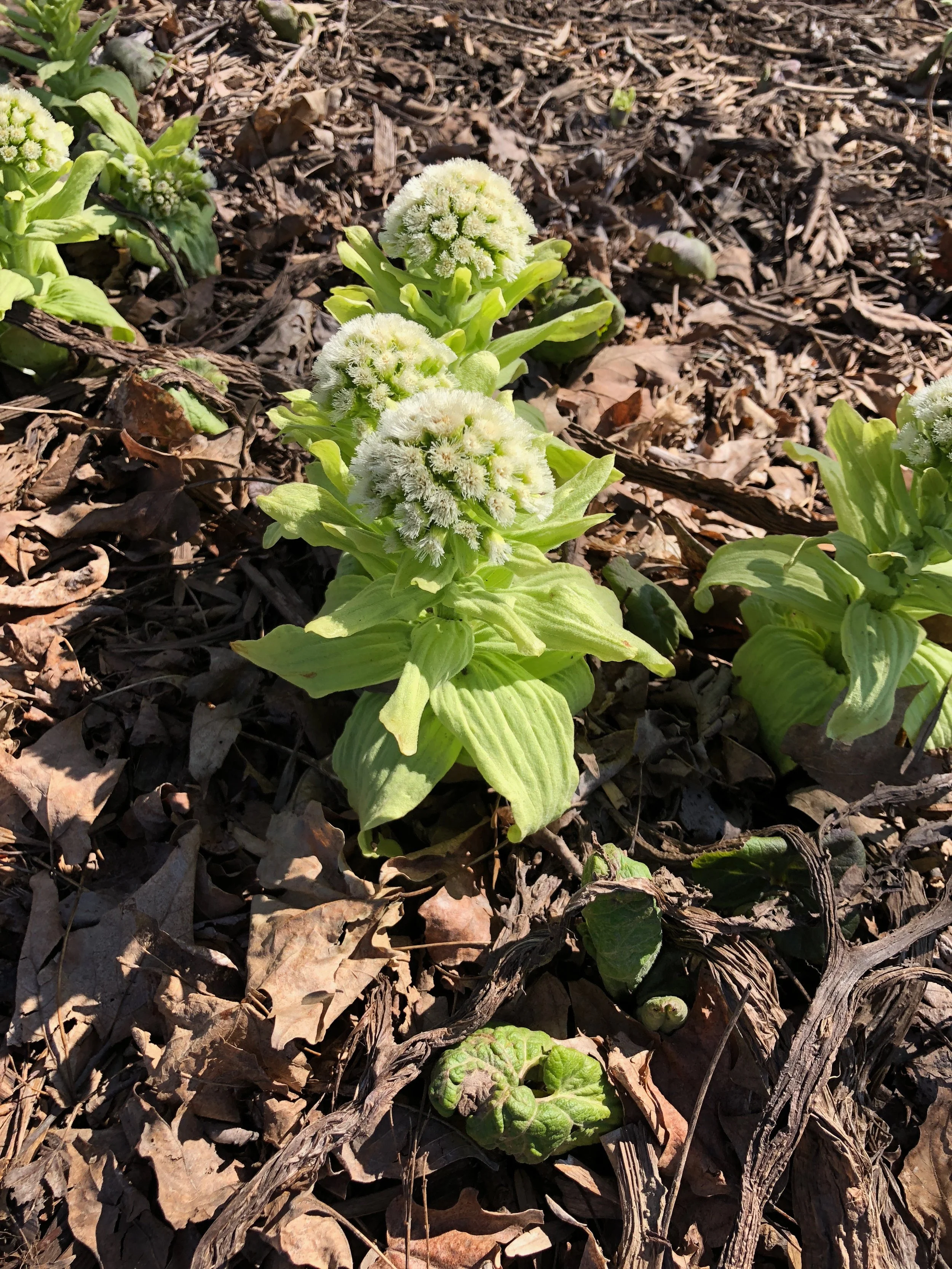 Giant Japanese Butterbur, a prehistoric looking plant in our yard