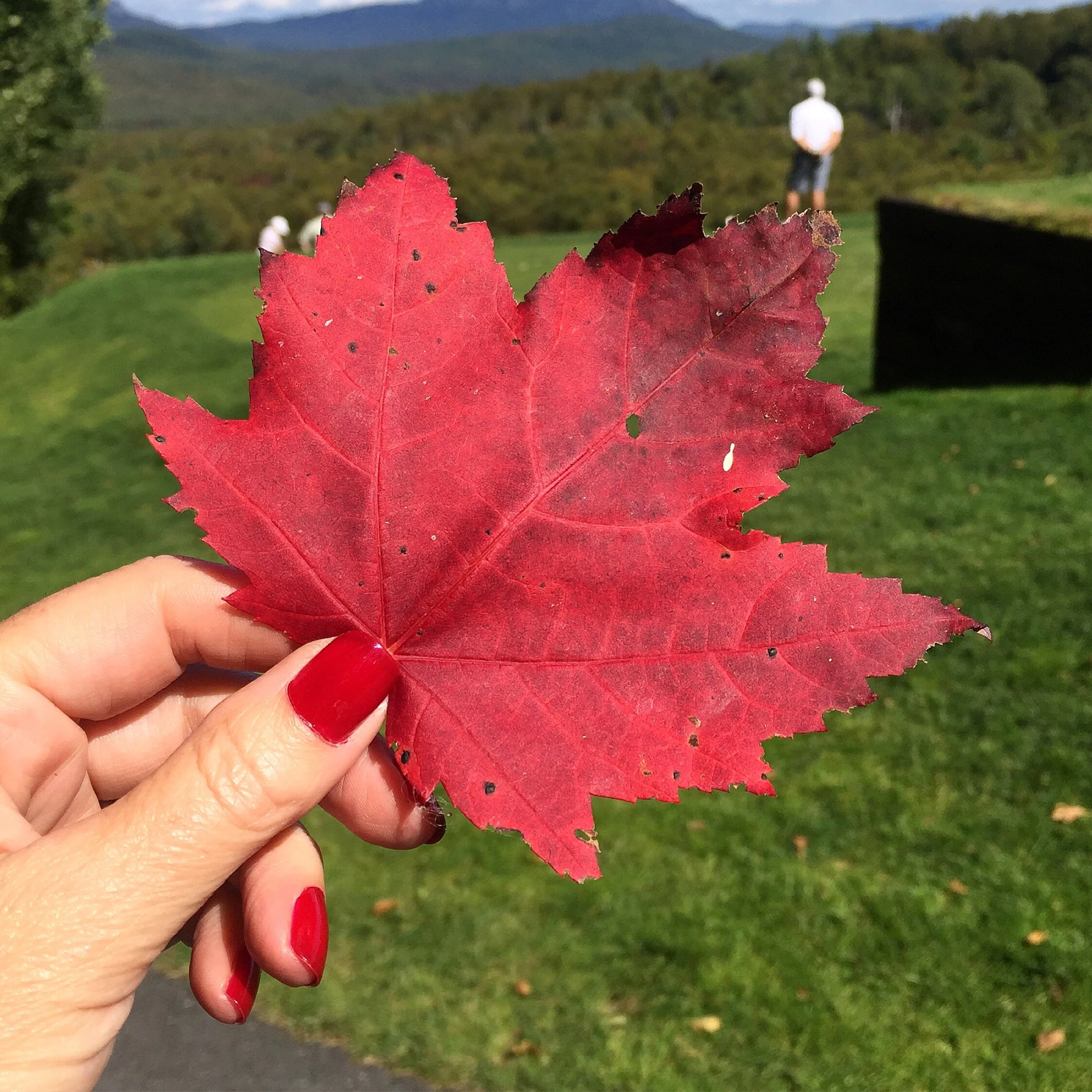 red maple leaf .jpg