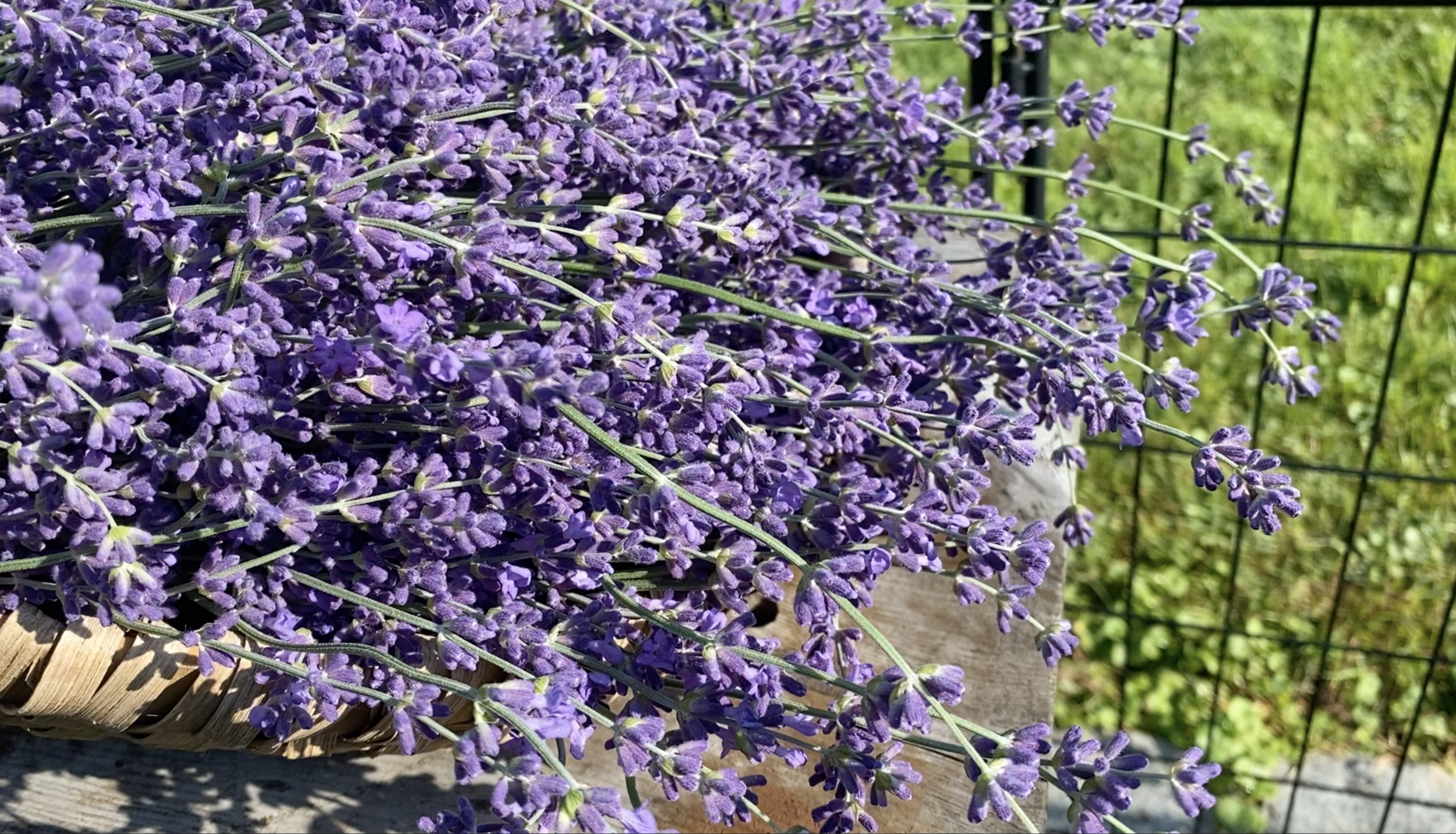 Lavender Simple Syrup Recipe 