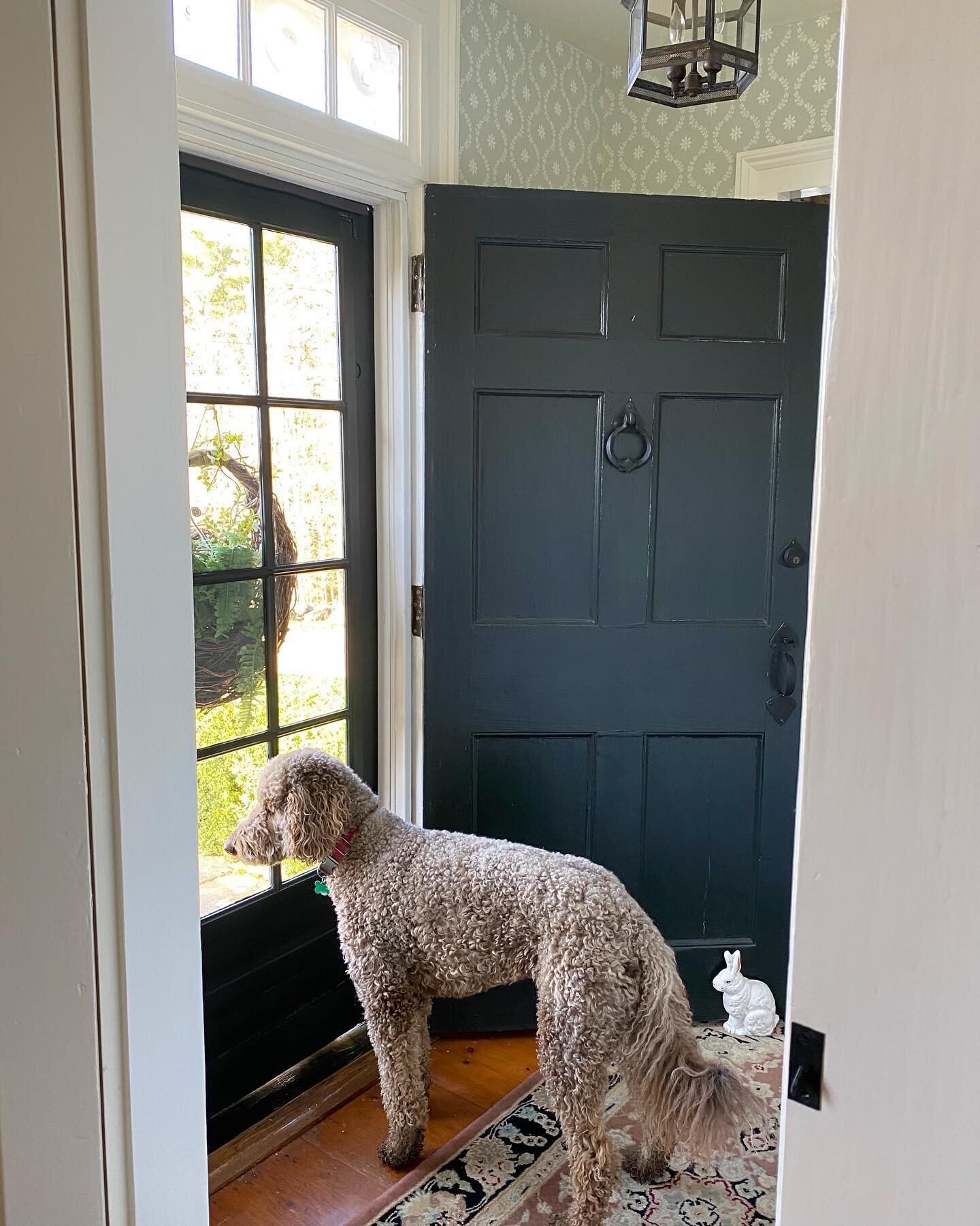 On the lookout for squirrels, chipmunks, turkey, deer, bears, or anything else moving. #oldhouselove #oldhousecharm #historichomes #newenglandfineliving #labradoodle #newenglandcharm #countryhome