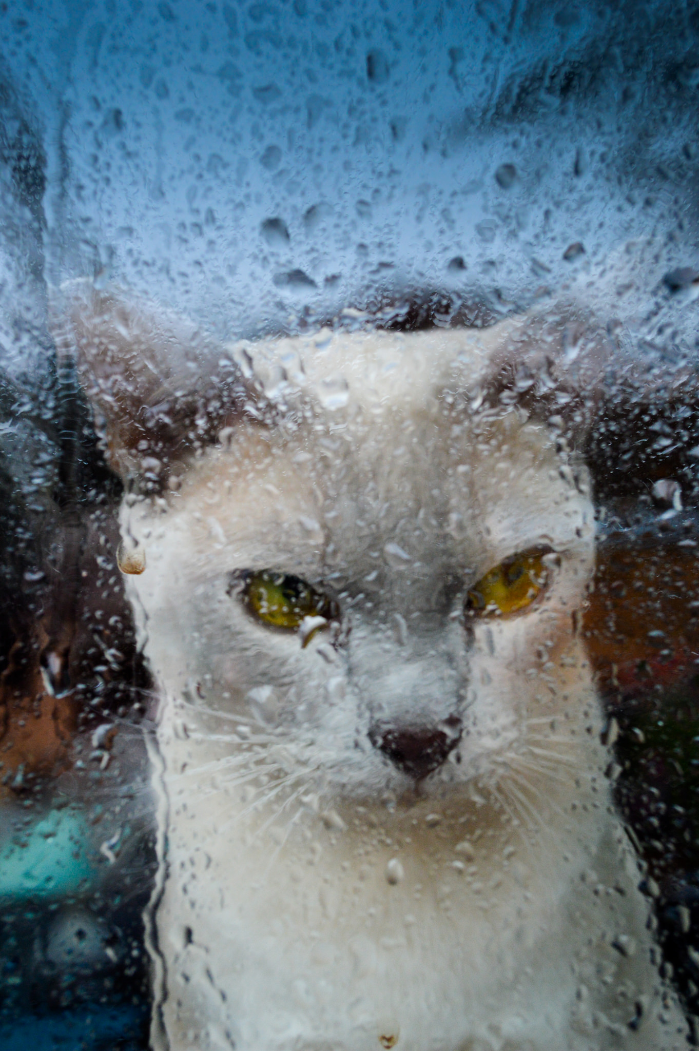 Contemplation by Tjarko Busink (Flickr)