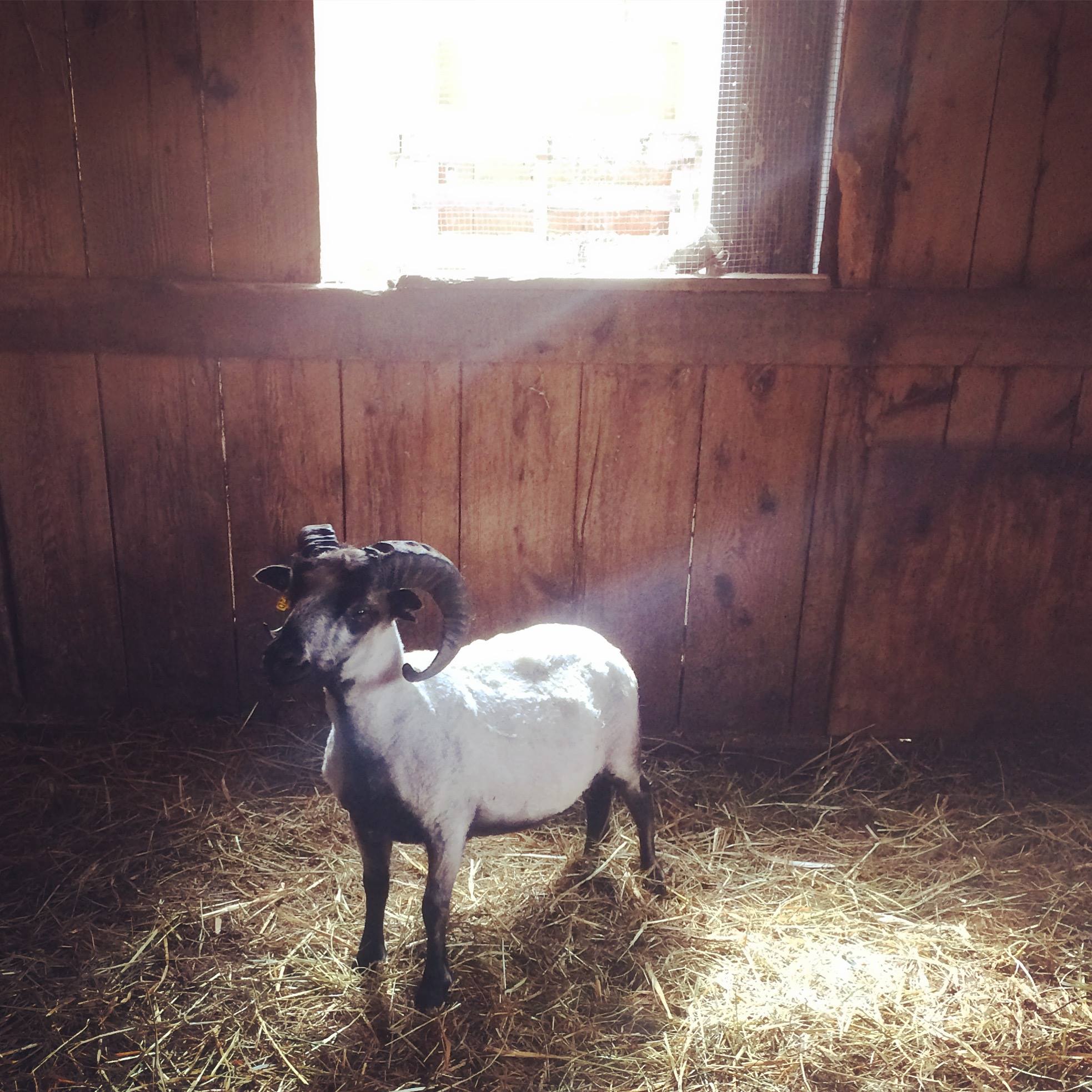 Muni, our Icelandic ram