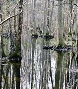 Northeast North Carolina Underground Railroad: Sea, Swamp, Solidarity