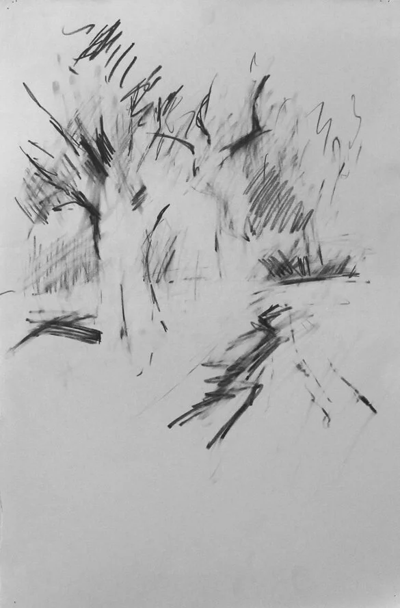 Oak tree, winter.JPG