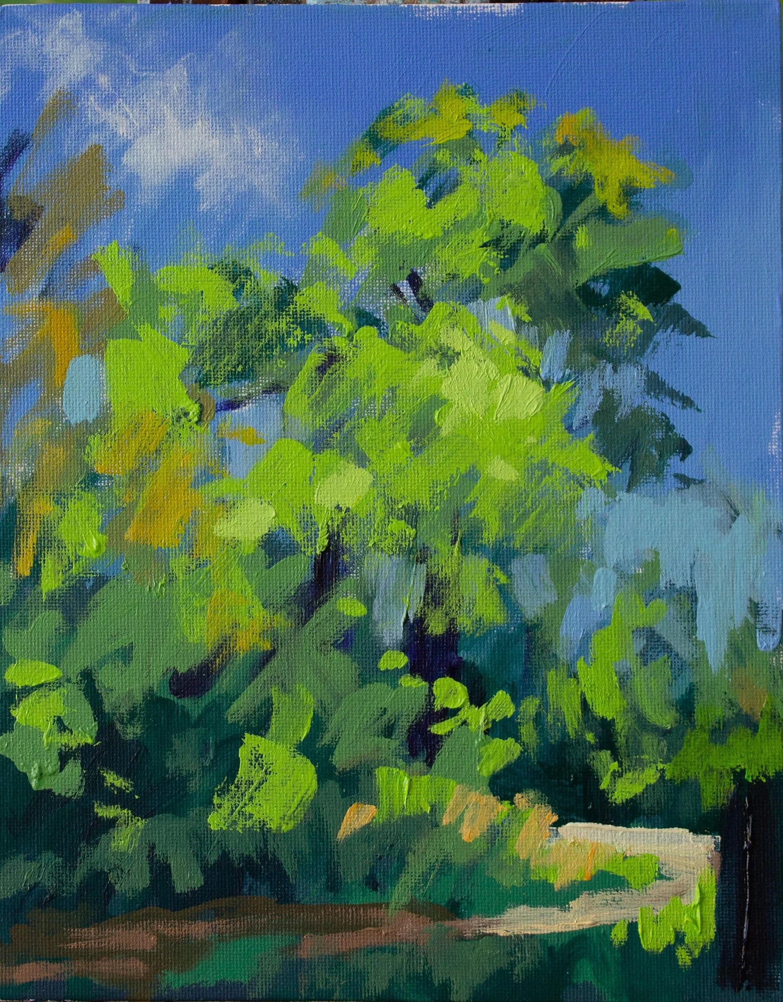 Spring beech tree.jpg