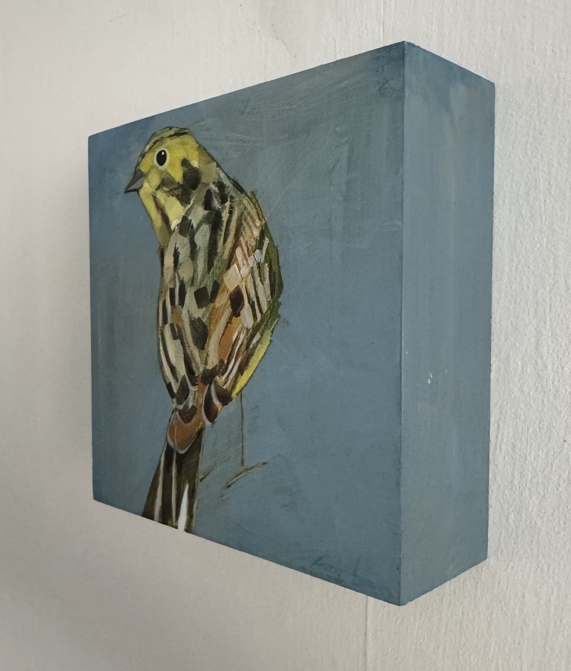 Christopher Rainham Yellowhammer on wall.jpg