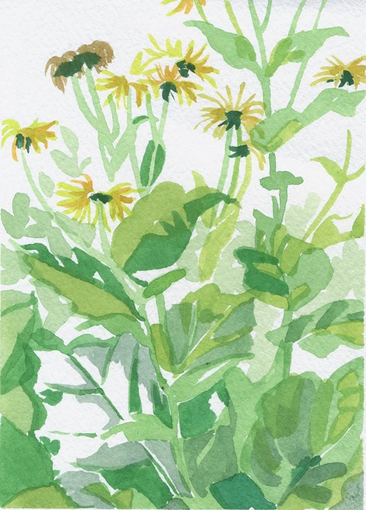 Kate Chitham-Inula-watercolour on paper-13cm x 17.5cm-£50.jpeg