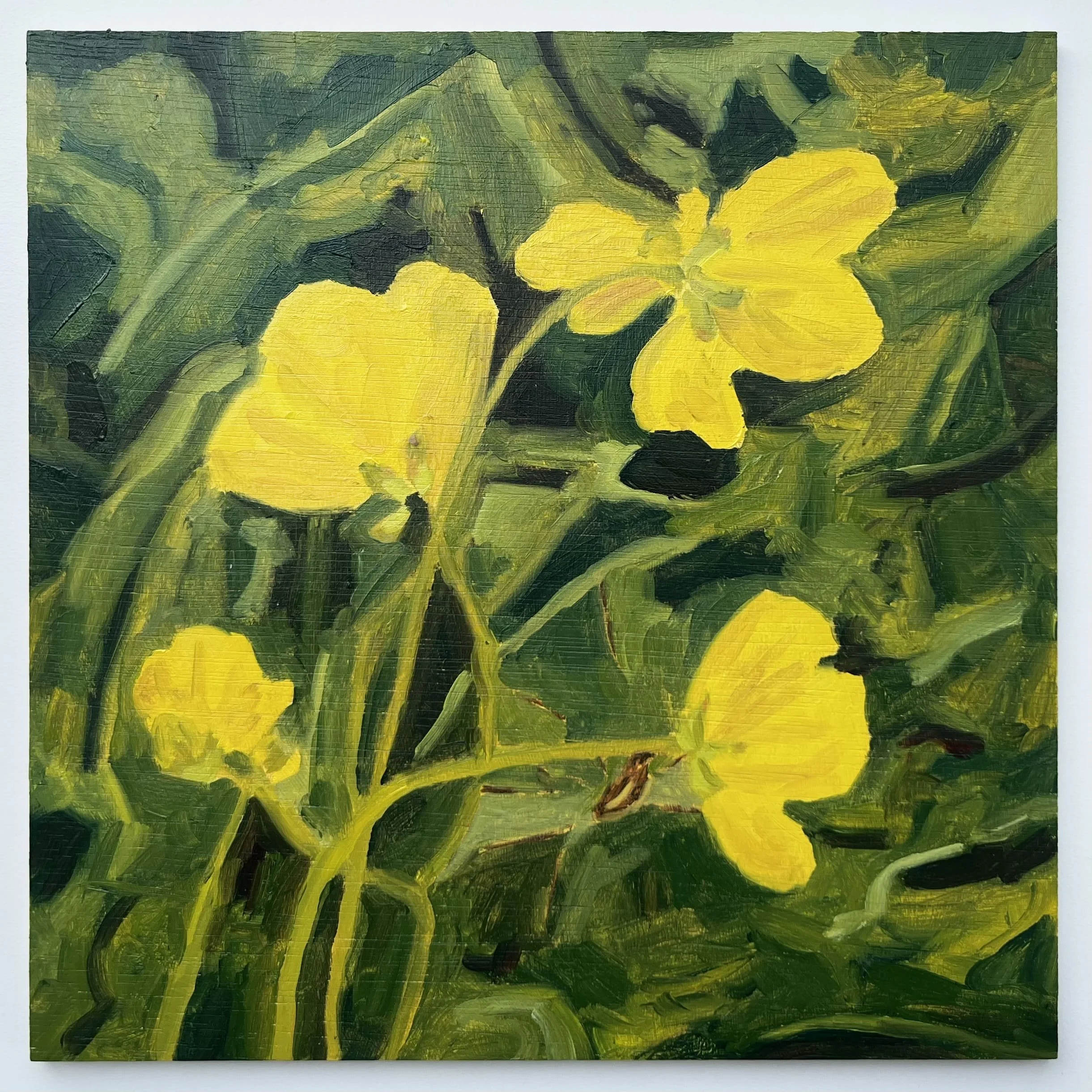 Sophia Ponte- Four buttercups and a spider-min.jpeg