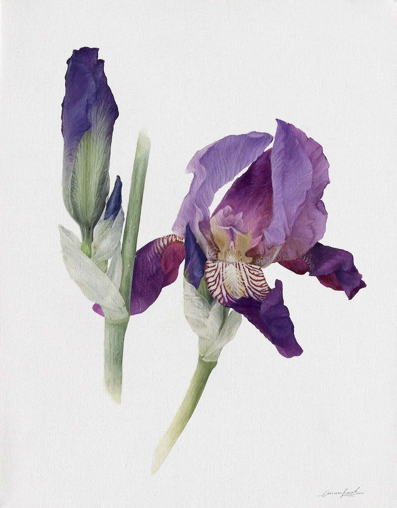 3.Iris ‘Imperator’, 24x30, Oil on Canvas, £375.jpeg