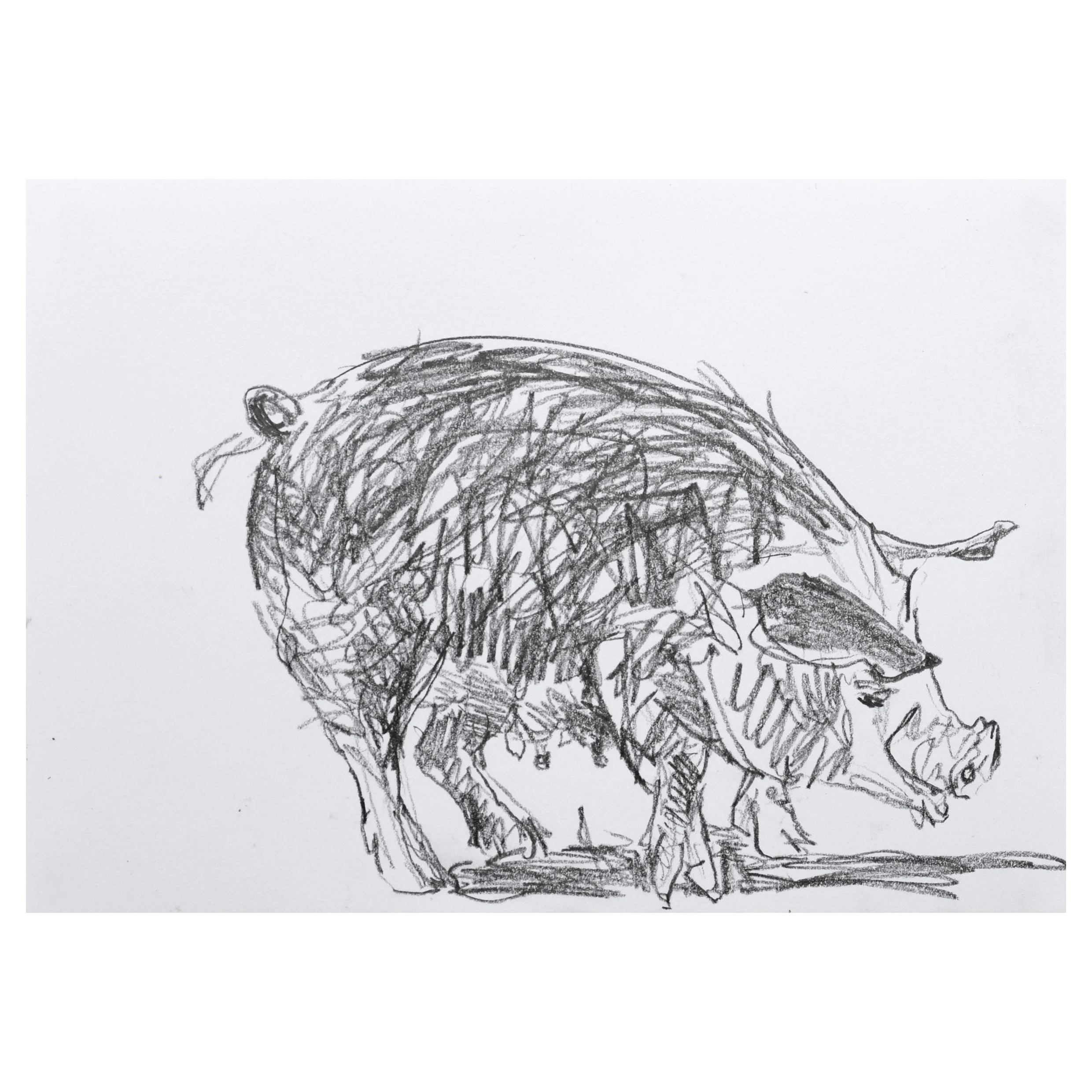 Anna.Dickerson_Pig_pencil.on.paper_14.7x20.8cm_60GBP Anna Dickerson.jpg