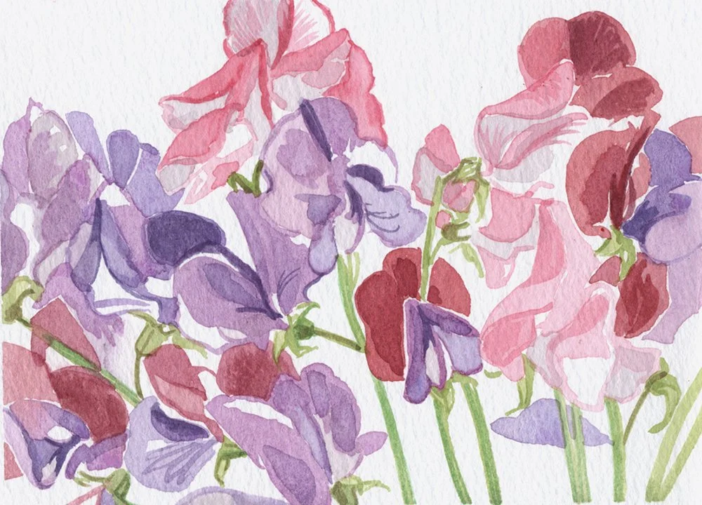 Kate Chitham-Sweet peas-watercolour on paper-13cm x 17.5cm-£50.jpeg