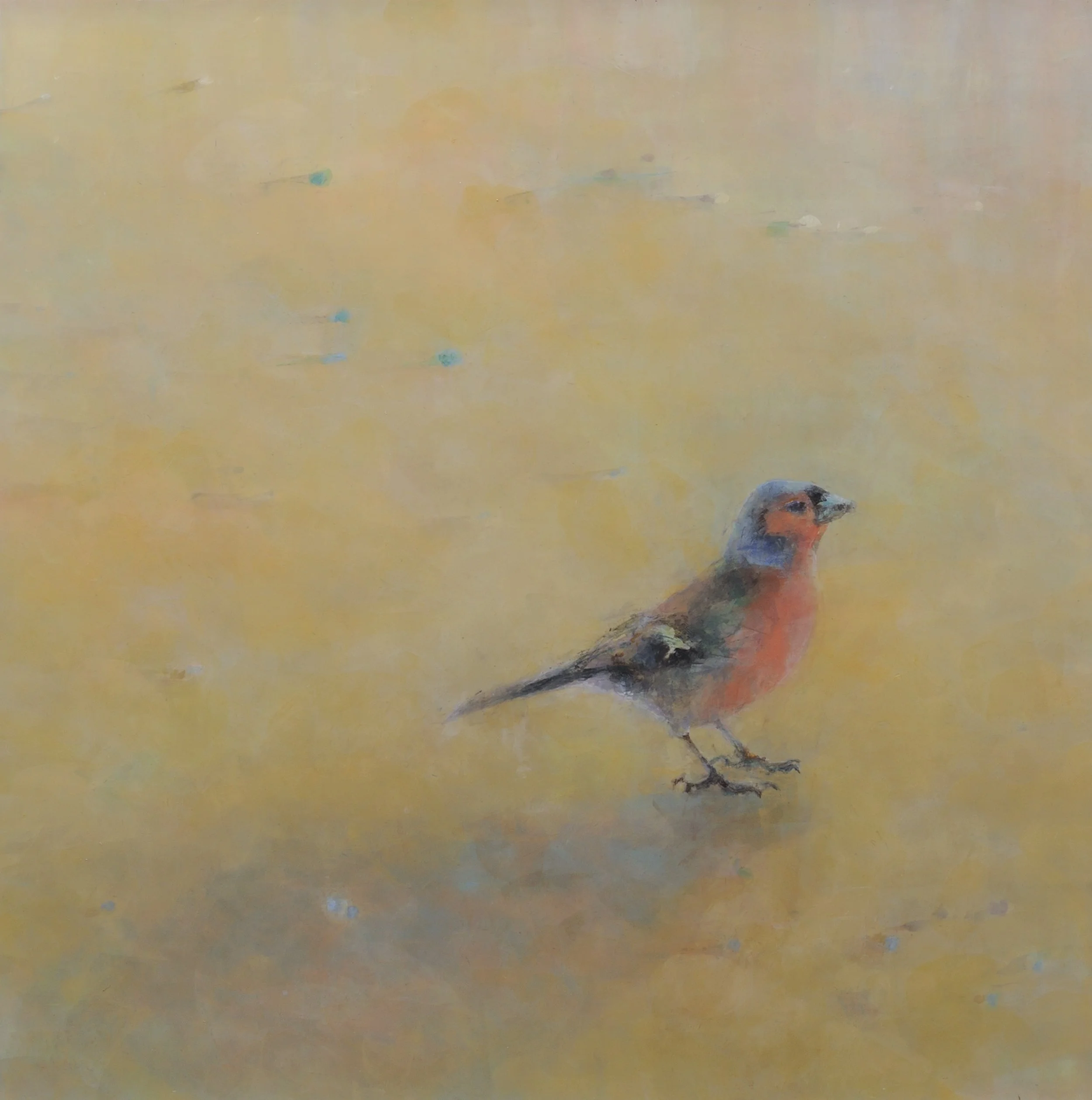 Anna.Dickerson_Evening.Chaffinch.Kent_acrylic.on.canvas_30.5x30.5cm_525GBP Anna Dickerson.jpg