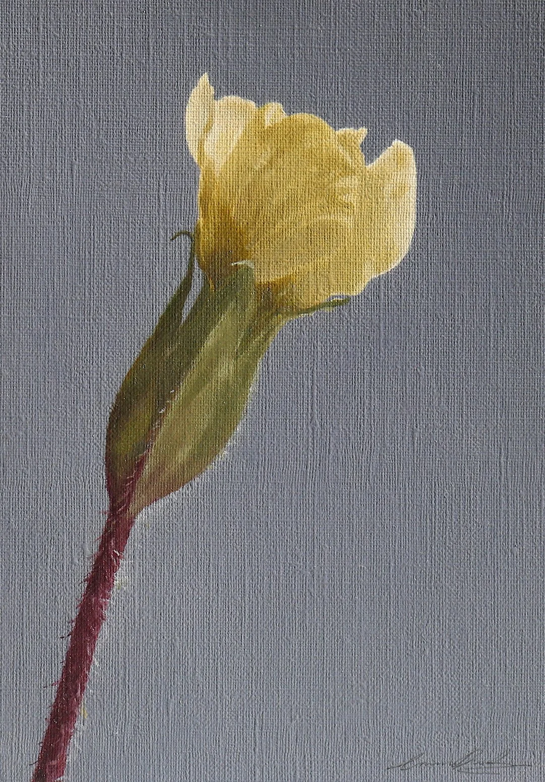 15.Primrose Bud, 12x17.5cm, Oil on Canvas Paper, £125.JPG