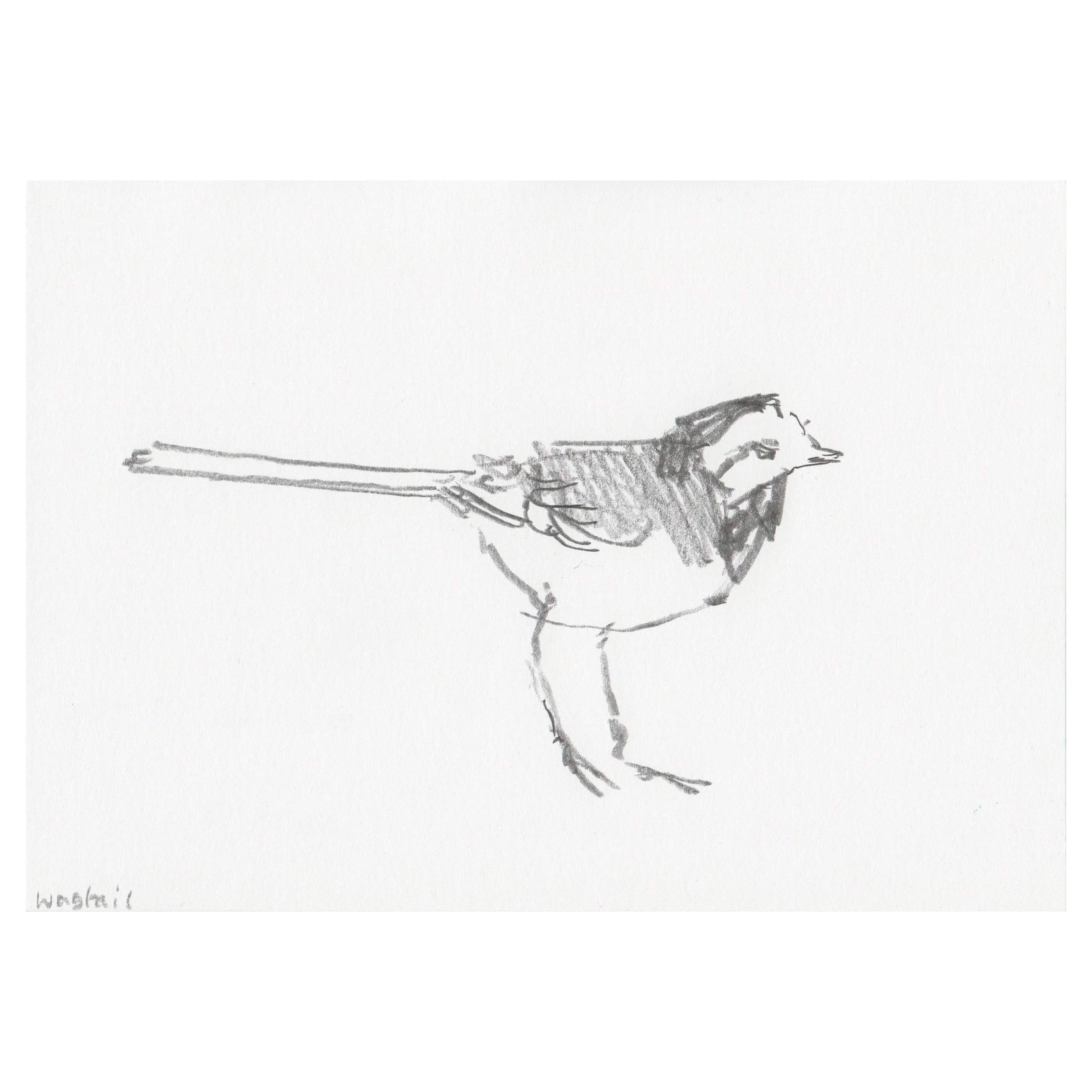 Anna.Dickerson_Wagtail.Kent_Pencil.on.paper_14.7x20.8cm_60GBP Anna Dickerson.jpg