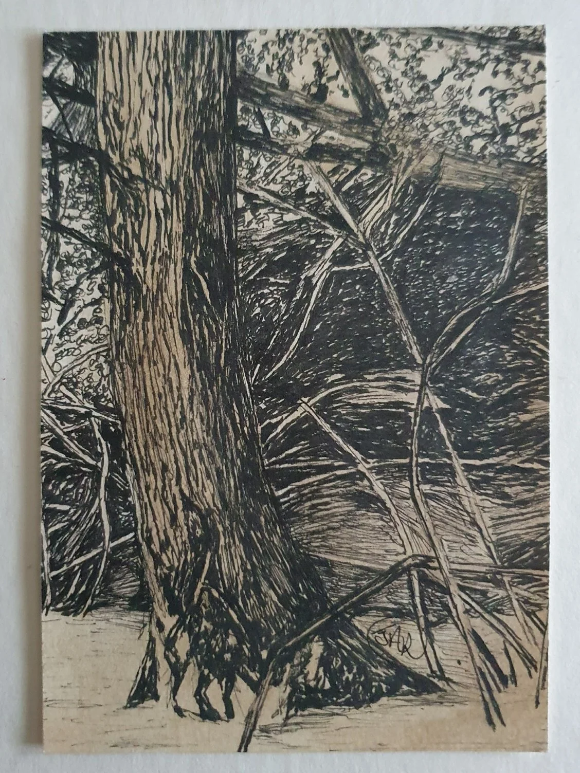 J R -Woodland(i)-ink drawing on paper-10x15cm- £50_resized_1.jpg