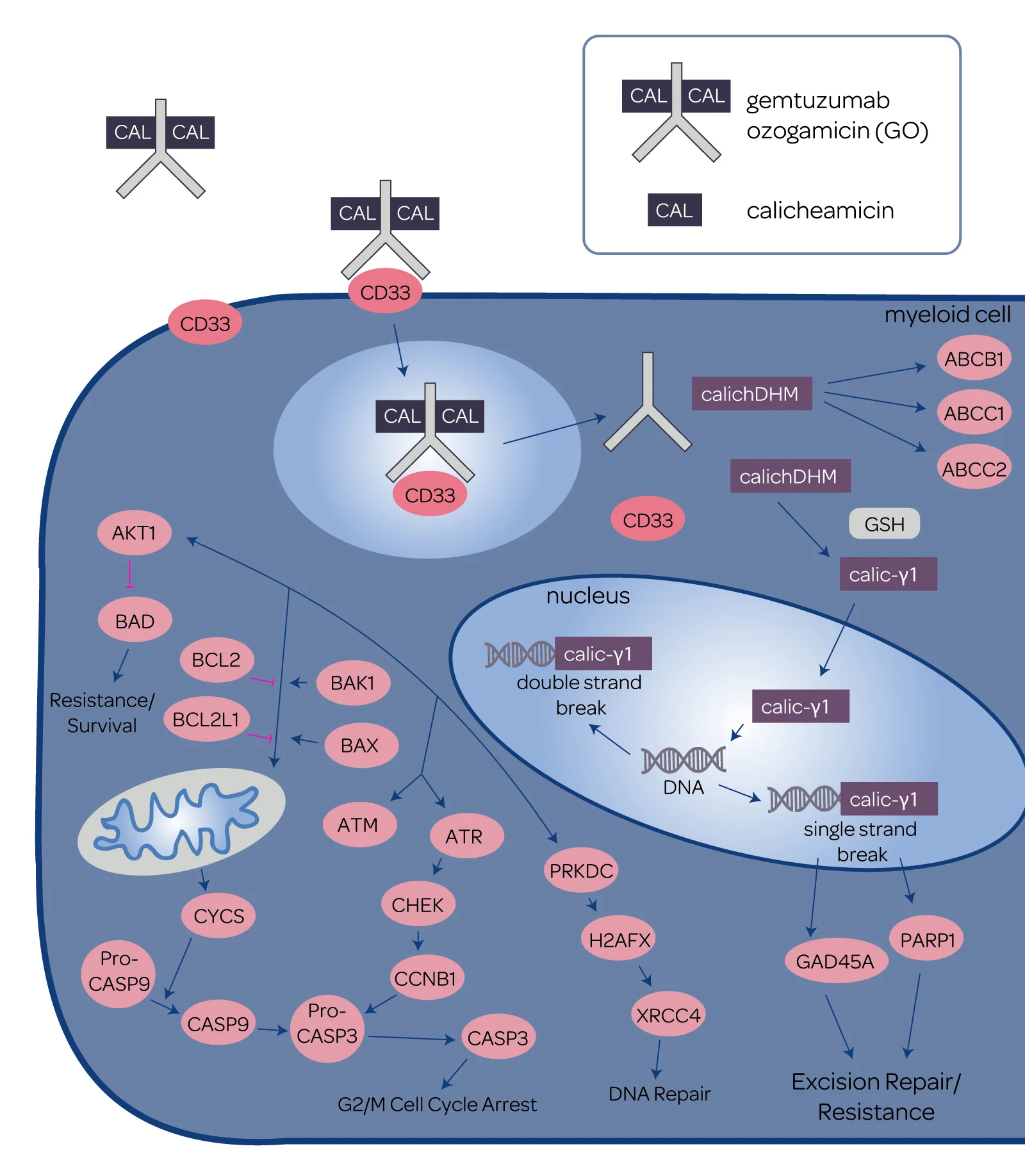 biochemistrydiagram.jpg