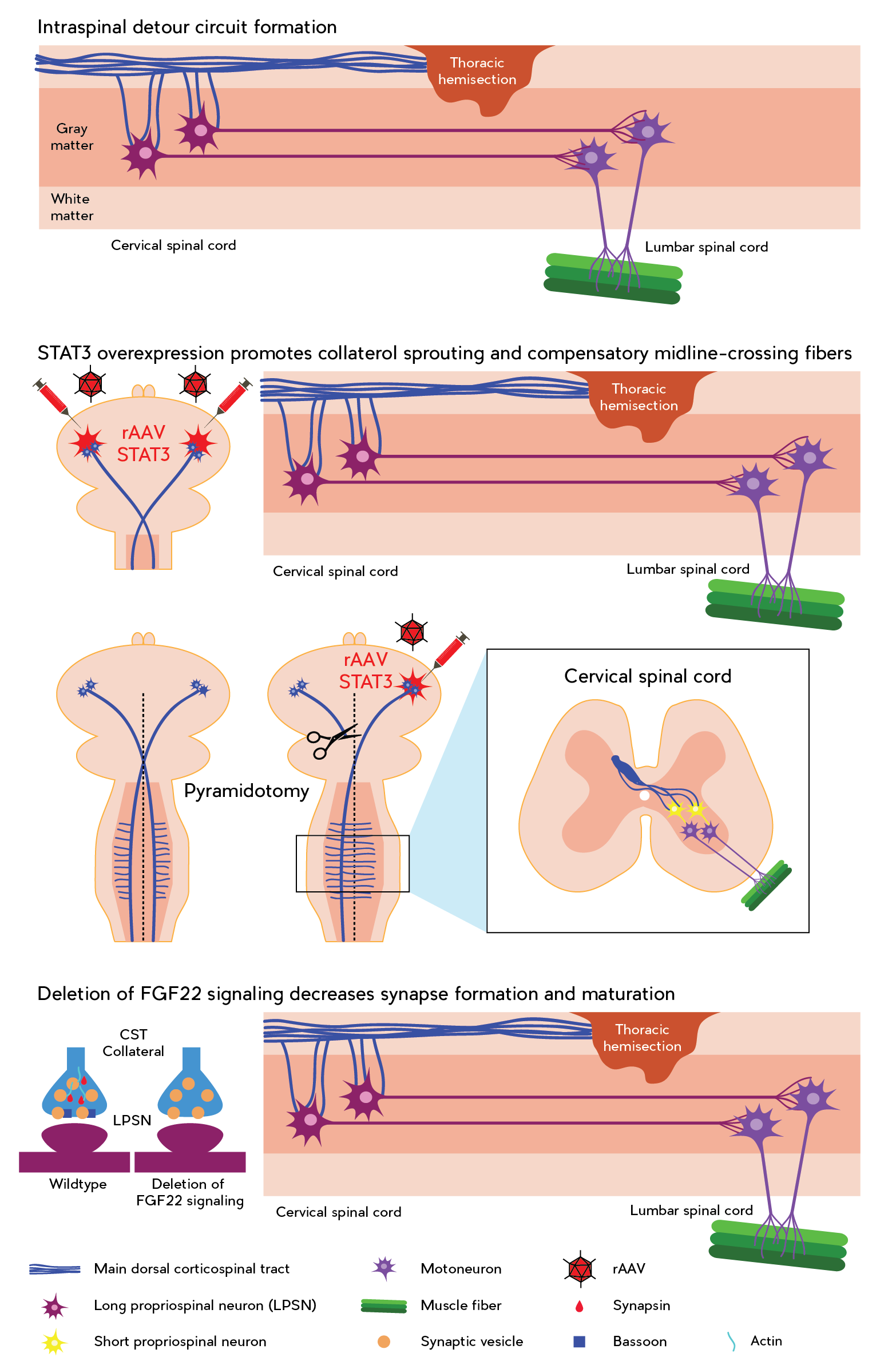 circuitformation2.png