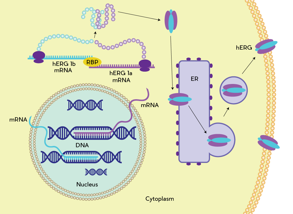 rna.png