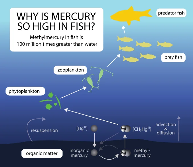 mercuryfishdiagramv4.jpg