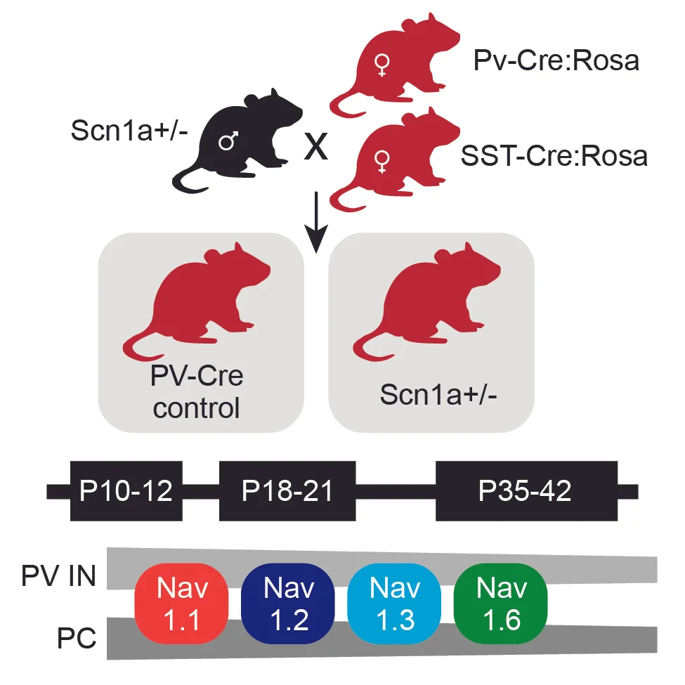 figure1.jpg