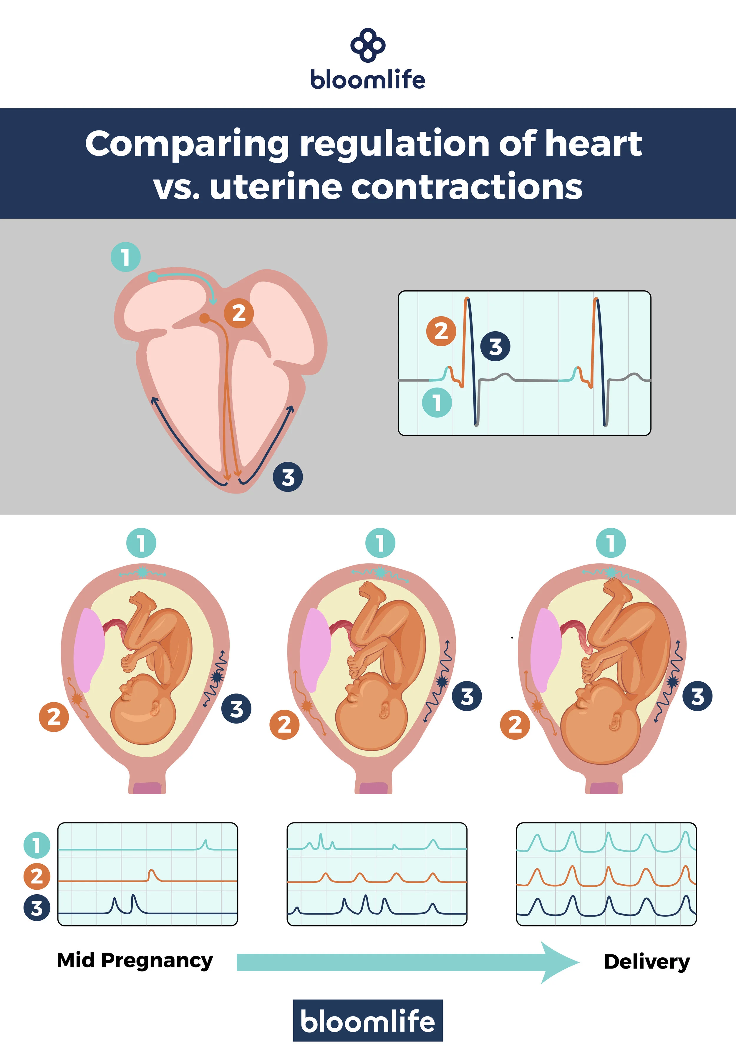 bloom cardio contraction recolor.jpg