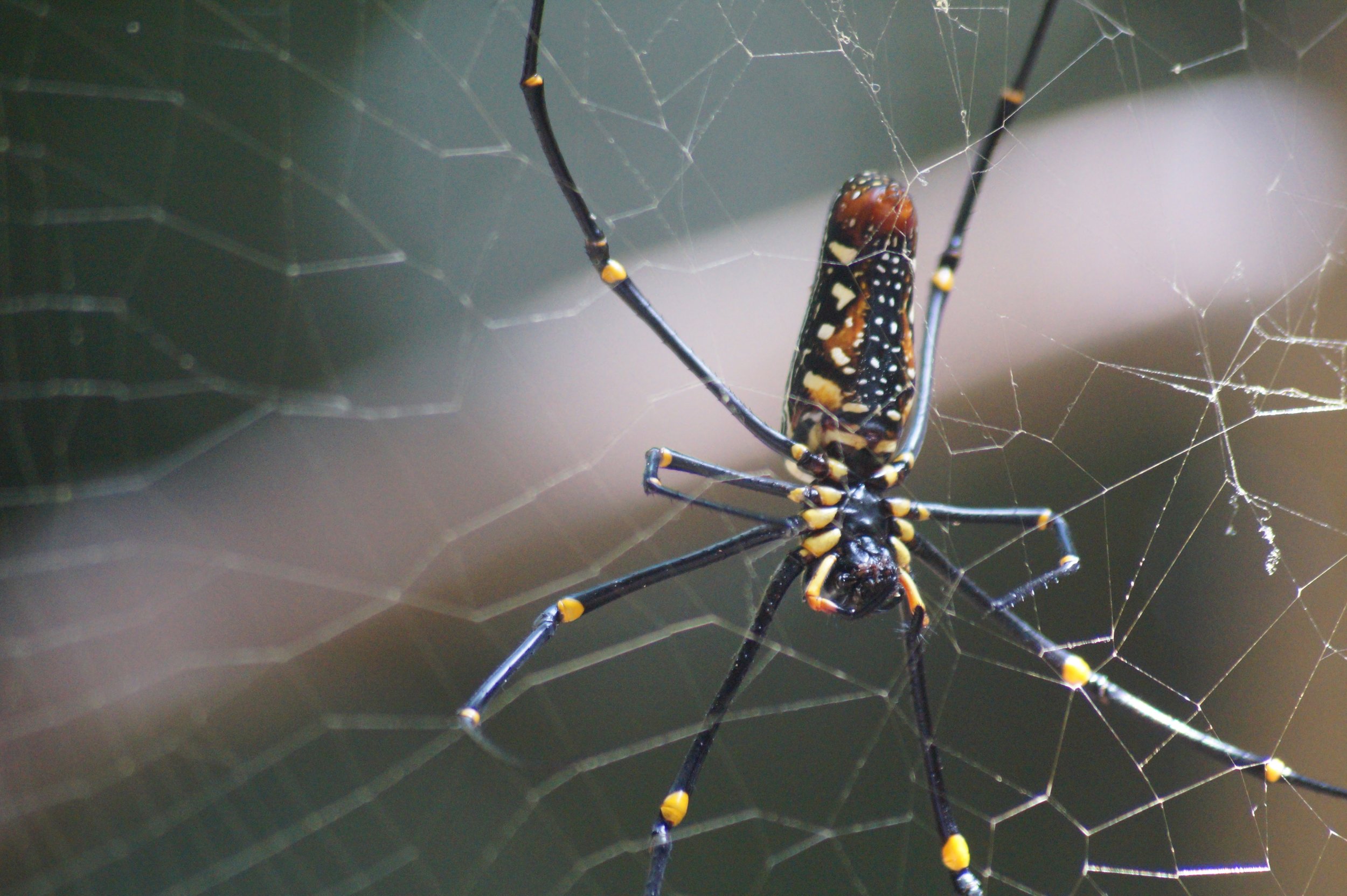 The animals we encountered all over the country were like nothing else we've ever seen. 