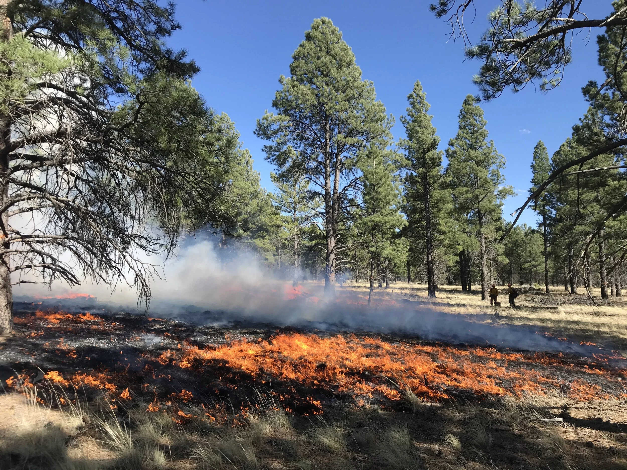 After Action Review: 2021 Copperton Prescribed Burn