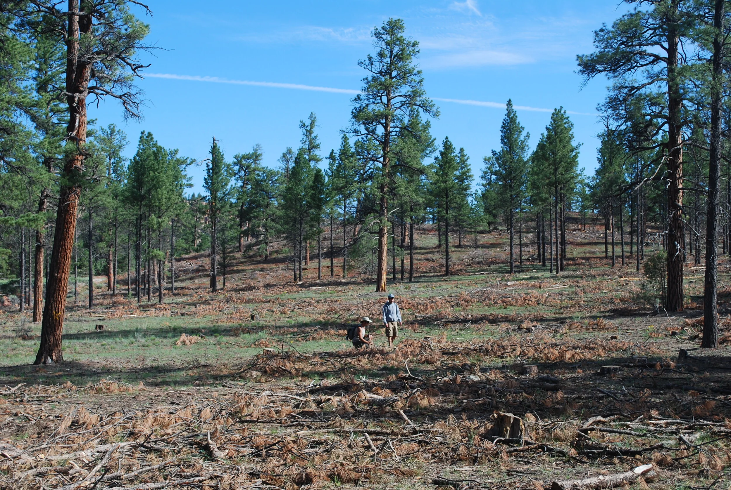 Save-the-Date: Zuni Mountains CFLR Collaborative Site Visit