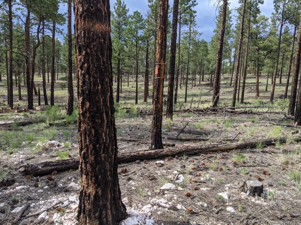 Job Announcement: Forest Restoration Project Inspector