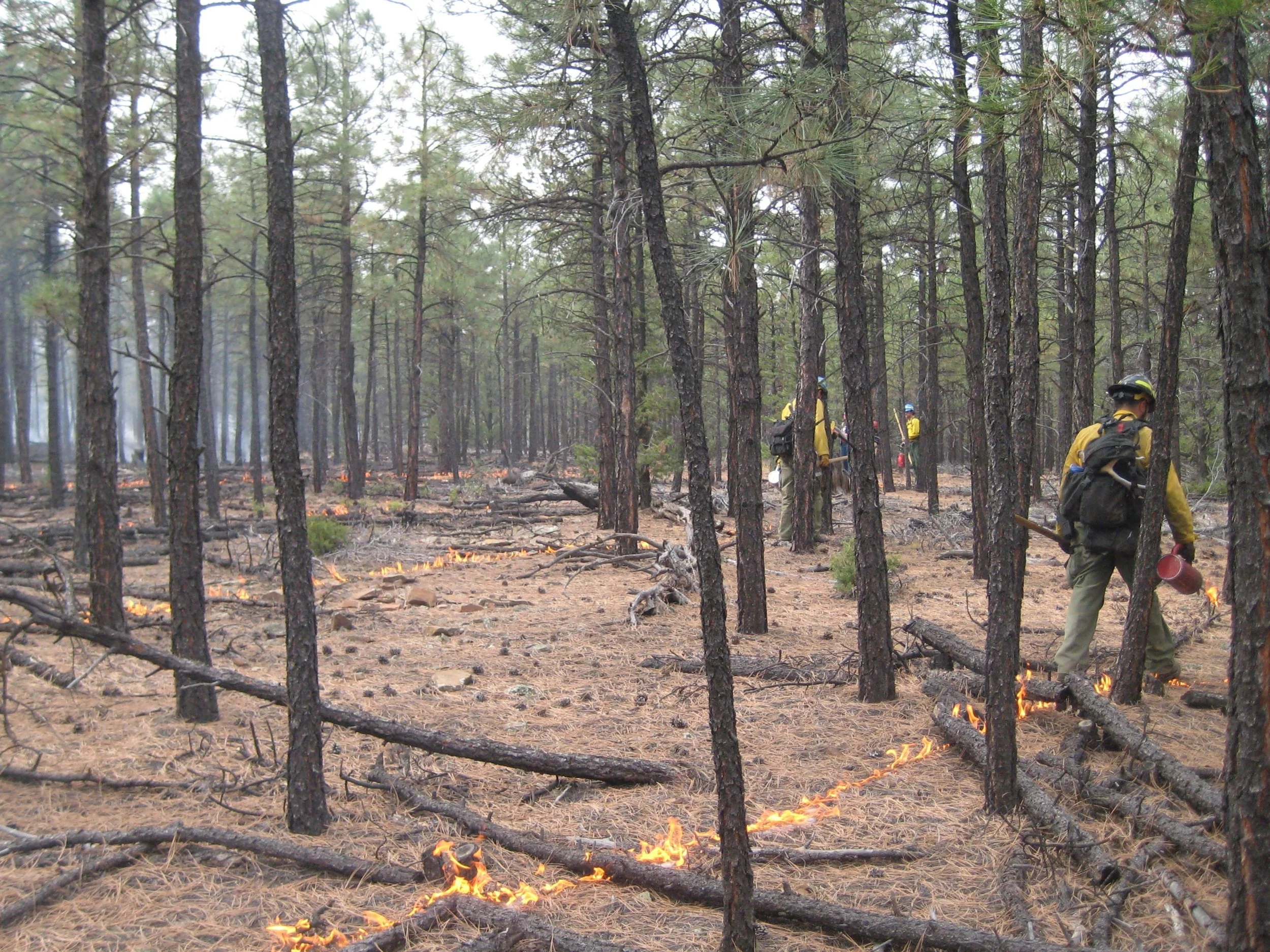 Virtual Community Meeting for Prescribed Burn near Thoreau, NM