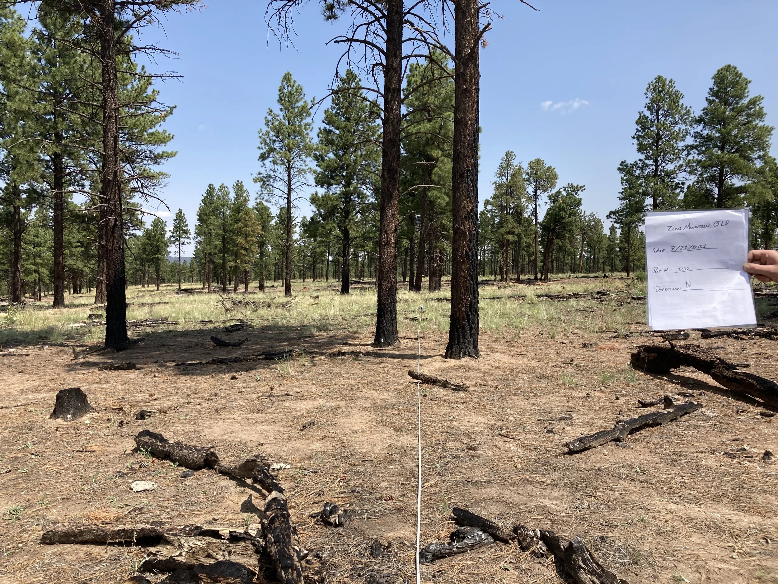 Forest Monitoring Volunteer Day