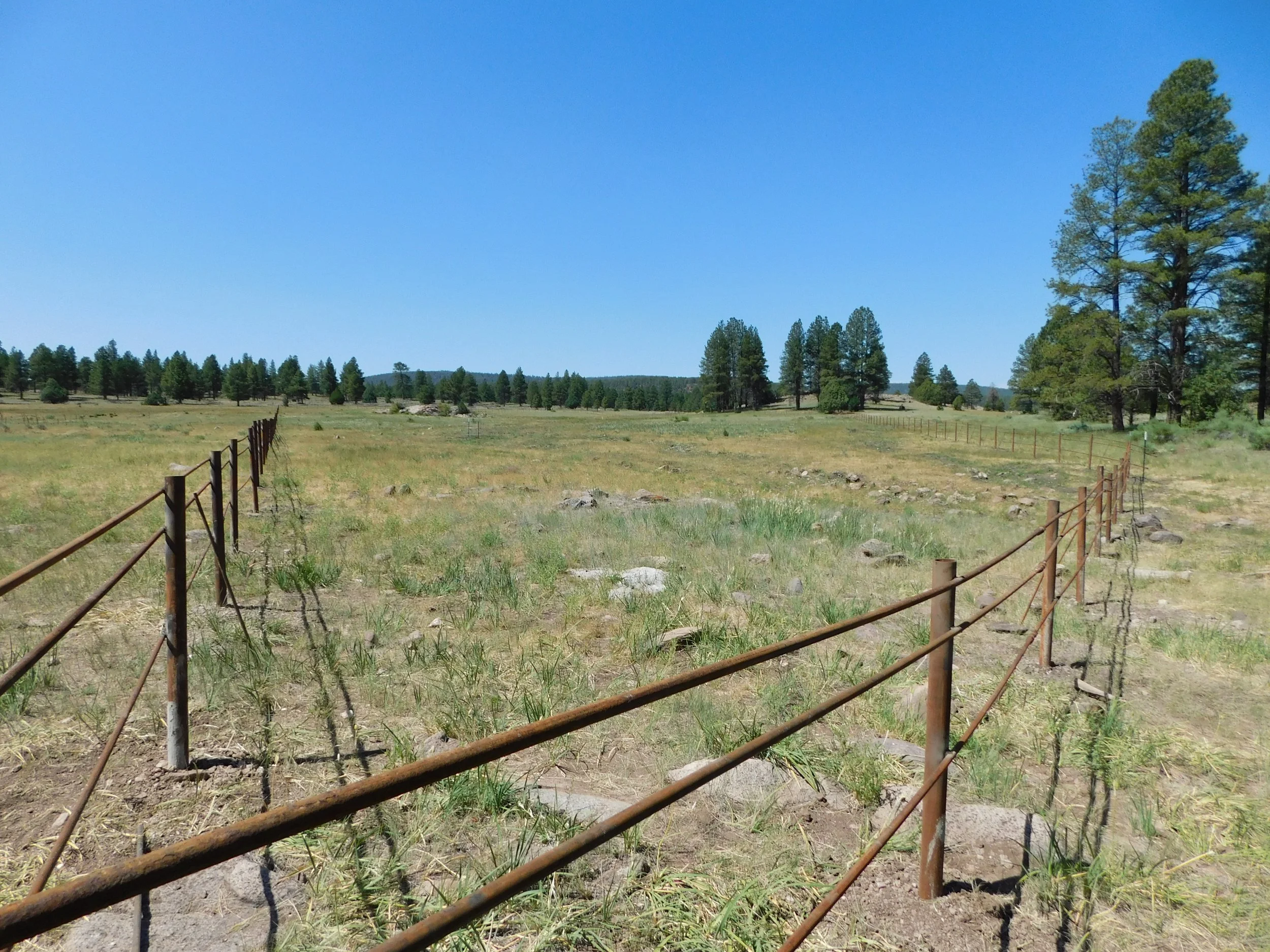 Riparian restoration in the heart of the Zuni Mountains